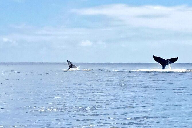 Whale watching and snorkelling in Moorea - Who Would Love This Tour?
