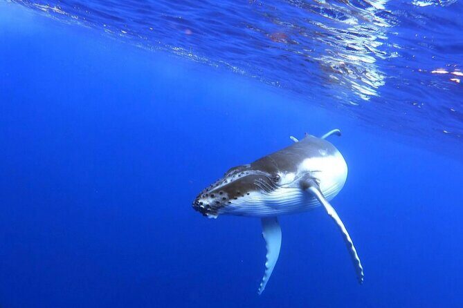Whale watching and snorkelling in Moorea - The Sum Up
