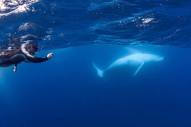 Whale Watching and Swim With Whales Cruise From Mooloolaba - Overview and Experience