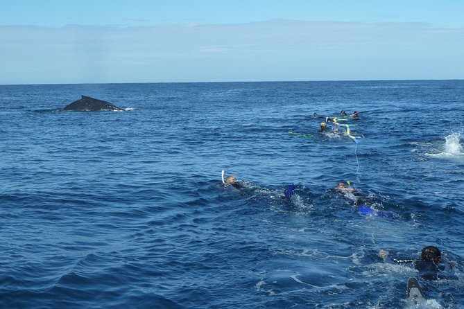 Whale Watching and Swim With Whales Cruise From Mooloolaba - Requirements and Restrictions