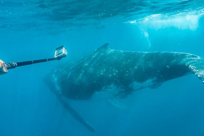 Whale Watching and Swim With Whales Cruise From Mooloolaba - Additional Information