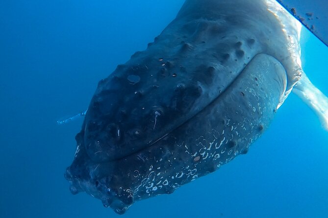 Whale Watching and Swim With Whales Cruise From Mooloolaba - Cancellation Policy