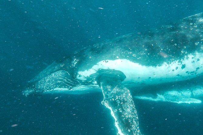 Whale Watching and Swim With Whales Cruise From Mooloolaba - Directions