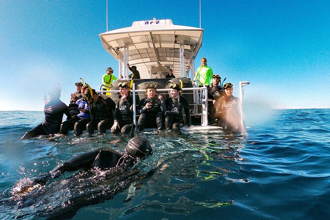 Whale Watching and Swim With Whales Cruise From Mooloolaba - Common Questions