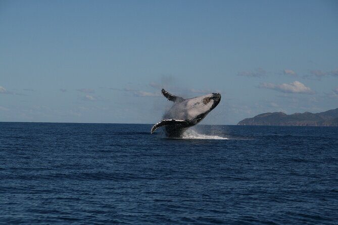 Whale Watching and Wildlife Cruise Townsville and Magnetic Island - Good To Know