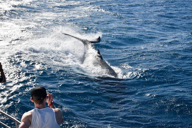 Whale Watching and Wildlife Cruise Townsville and Magnetic Island - Exploring the Itinerary in Detail