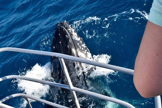 Whale Watching and Wildlife Cruise Townsville and Magnetic Island - FAQs