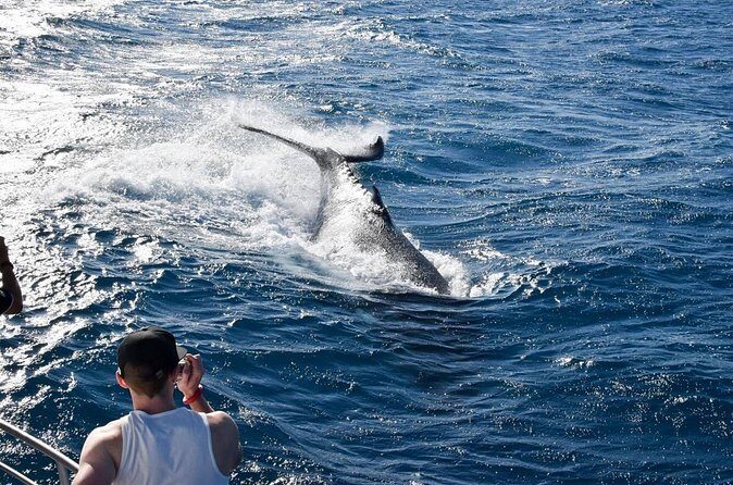 Whale Watching and Wildlife Cruise Townsville and Magnetic Island - Additional Information