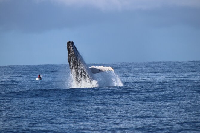 Whale Watching Australia Experience (3hours) - Admission Ticket Free