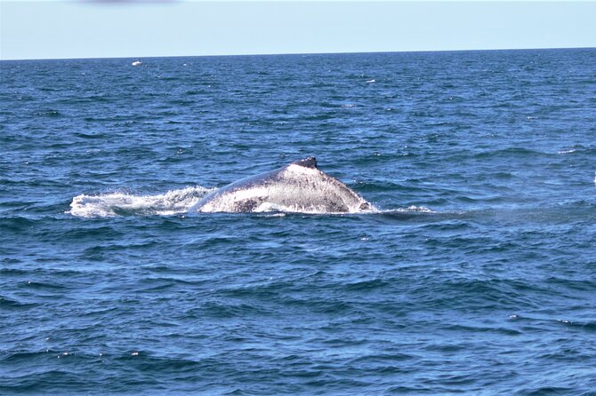 Whale Watching Australia Experience (3hours) - Maximum of 22 Travelers