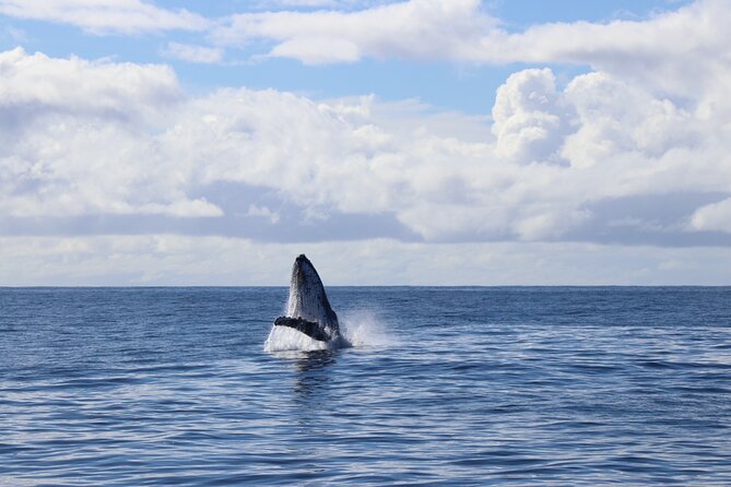Whale Watching Australia Experience (3hours) - Private Transportation Provided