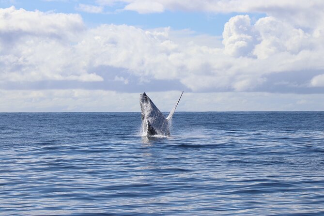 Whale Watching Australia Experience (3hours) - Meeting Point and End Point Details