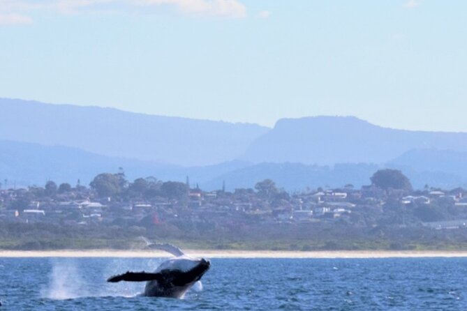 Whale Watching Australia Experience (3hours) - Common Questions