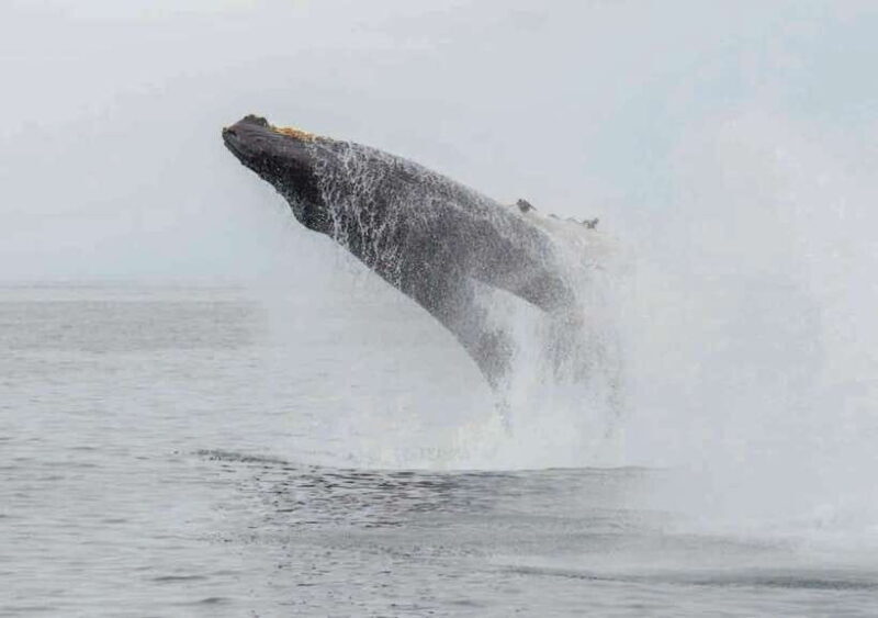 Whale Watching Boat Tour from Galle - An In-Depth Look at the Whale Watching Experience