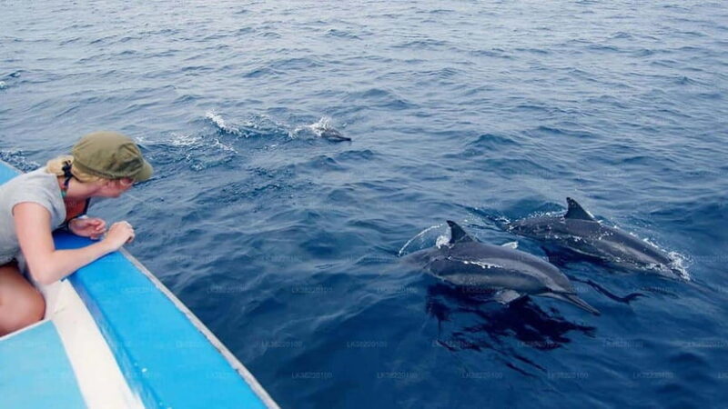Whale Watching Boat Tour from Galle - What Sets This Tour Apart