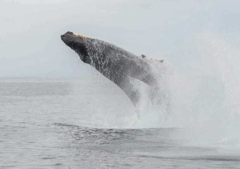 Whale Watching Boat Tour from Galle - FAQs