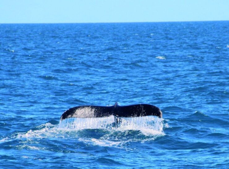 Whale Watching Boat Tour in Trincomalee - Booking Details