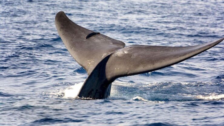 Whale Watching Boat Tour in Trincomalee - Experience Highlights
