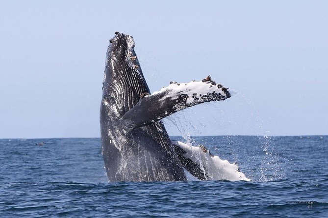 Whale Watching Boat Trip in Hermanus - Best Time for Whale Watching