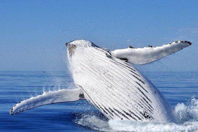 Whale Watching Busselton - The Itinerary: What to Expect from Start to Finish
