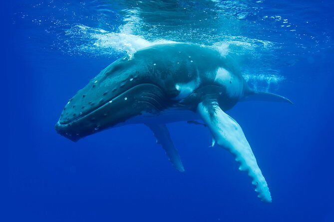 Whale Watching Busselton - Who Will Love This Tour?