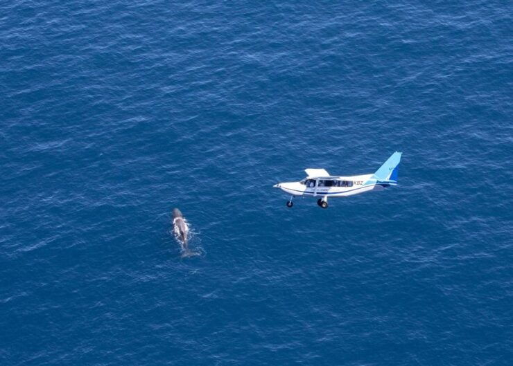 Whale Watching by Plane Family Package - Benefits of Whale Watching by Plane