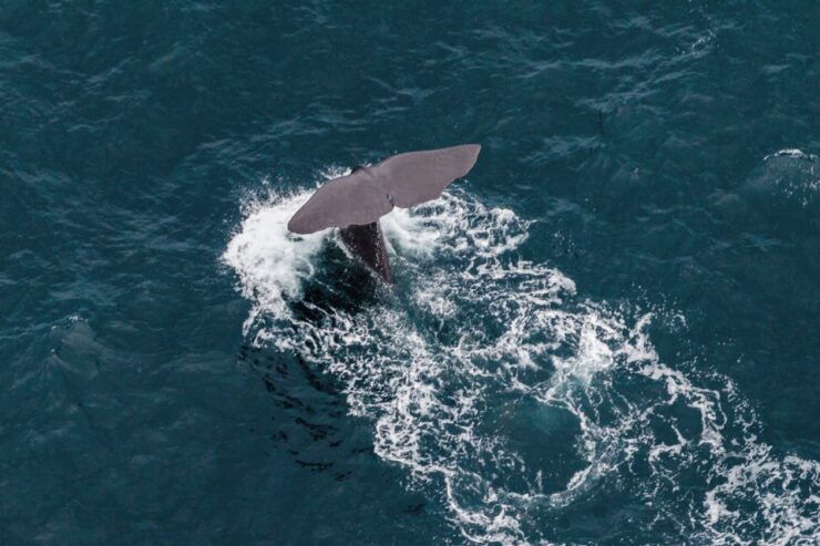Whale Watching by Plane Family Package - What to Expect on the Tour