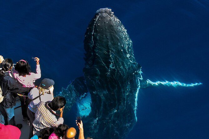 Whale Watching by Sea World Cruises - Experience Breakdown: What to Expect from the Tour