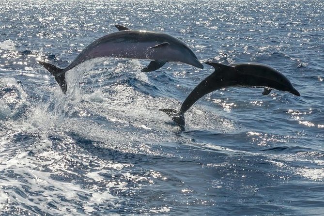 Whale Watching Catamaran in Costa Adeje (Including Drinks & Sandwich) - Experience the Underwater World