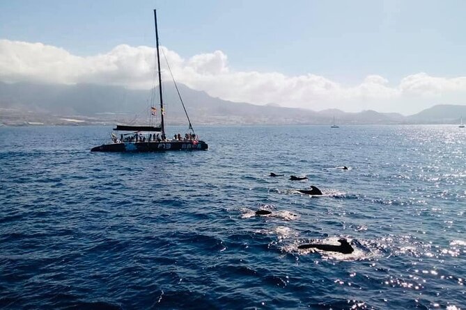 Whale Watching Catamaran in Costa Adeje (Including Drinks & Sandwich) - What to Expect During the Catamaran Tour