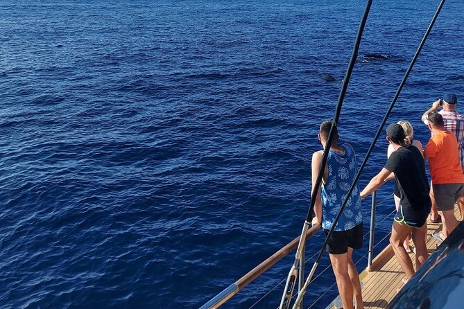 Whale Watching Catamaran in Costa Adeje (Including Drinks & Sandwich) - Cancellation Policy and Refund Information
