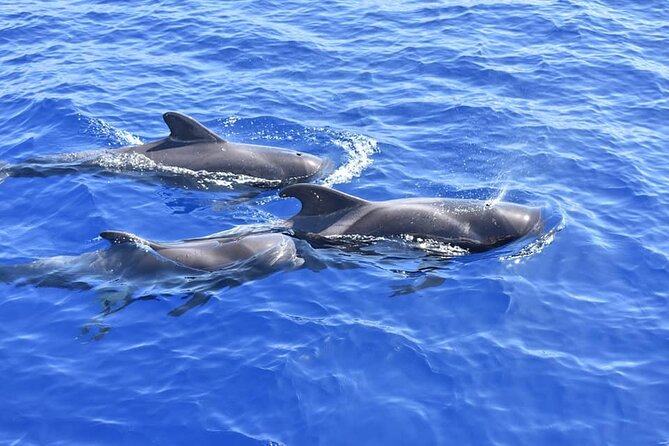 Whale Watching Catamaran in Costa Adeje (Including Drinks & Sandwich) - Customer Reviews and Feedback
