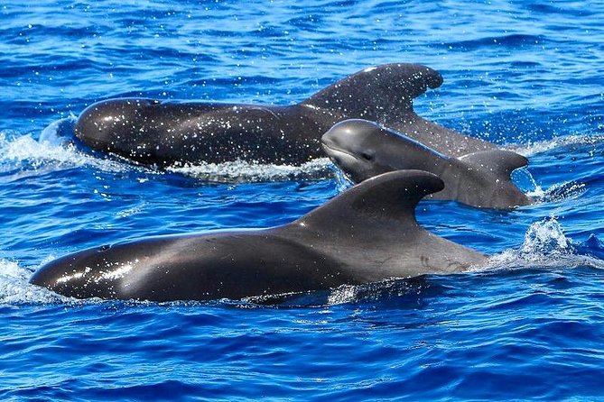 Whale Watching Catamaran in Costa Adeje (Including Drinks & Sandwich) - The Sum Up