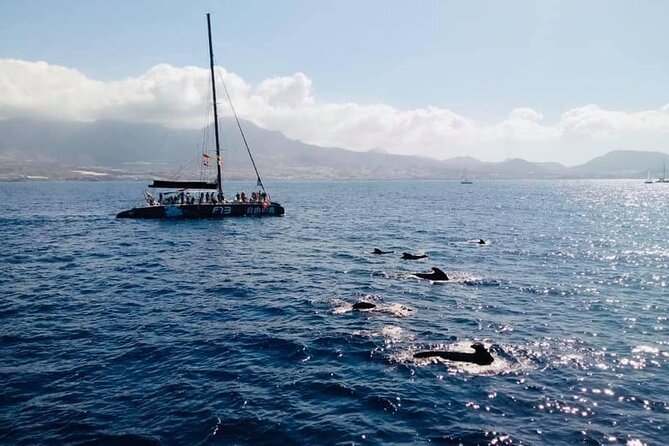 Whale Watching Catamaran to Los Gigantes & Masca (Including Drinks & Warm Lunch) - Common Questions