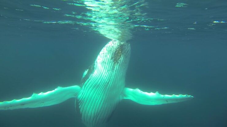 Whale Watching Cruise From Busselton, Augusta or Dunsborough - Cruise Details and Options
