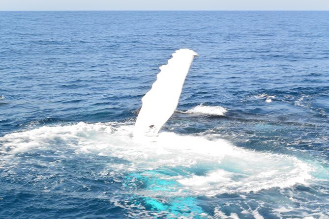 Whale Watching Cruise from Mooloolaba - The Experience: What to Expect on the Mooloolaba Whale Watching Cruise