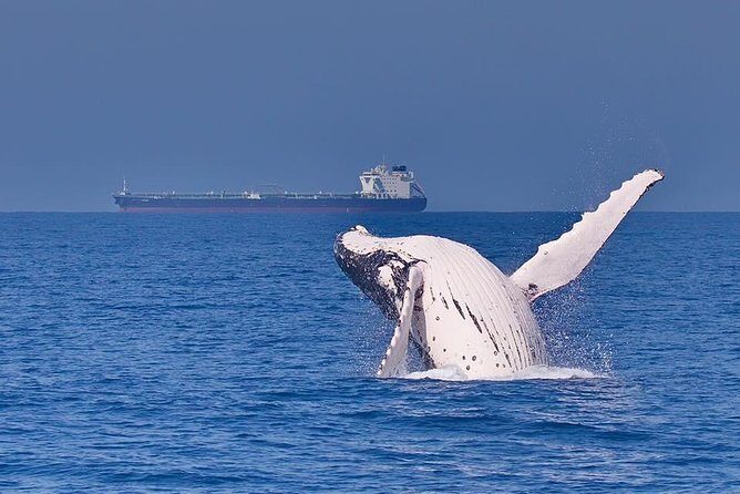 Whale Watching Cruise from Mooloolaba - Why This Tour Excels: Authentic Marine Encounters