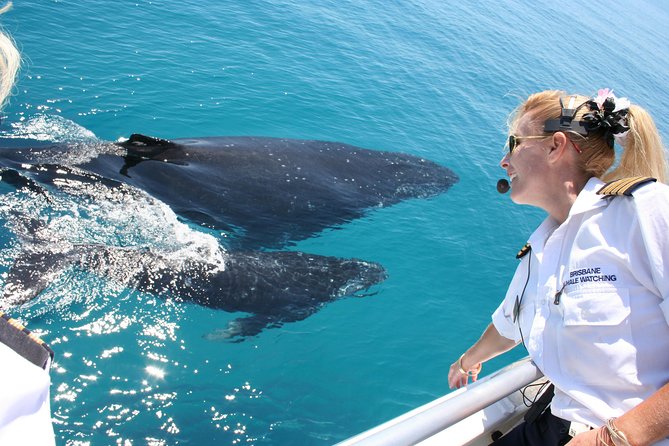 Whale Watching Cruise From Redcliffe, Brisbane or the Sunshine Coast - Tour Details and Inclusions