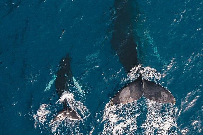 Whale Watching Cruise in Honolulu - Additional Information About the Cruise