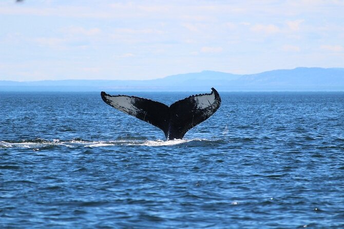 Whale Watching Cruise in Honolulu - Cancellation Policy for the Cruise
