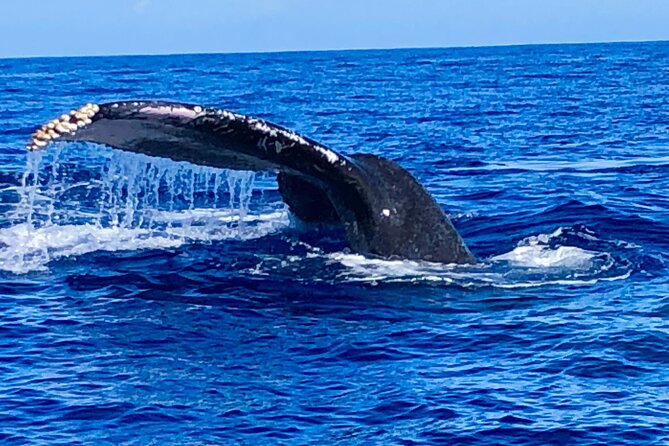Whale Watching Cruise in Honolulu - Reviews of the Whale Watching Cruise