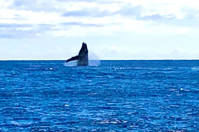 Whale Watching Cruise in Honolulu - Directions to the Cruise Departure Point