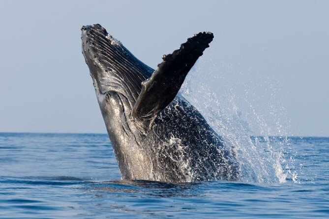 Whale Watching Cruise in Honolulu - Common Questions