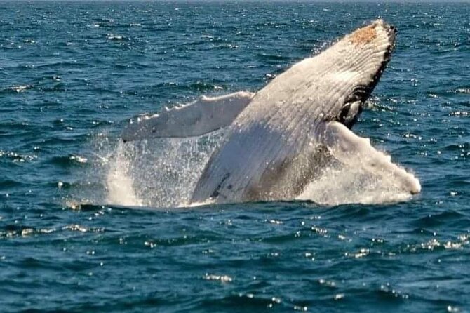 Whale Watching Cruise in New South Wales - Good To Know