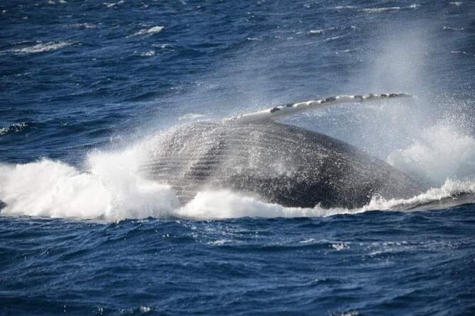 Whale Watching Cruise in New South Wales - Reviews