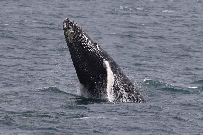 Whale Watching Cruise in New South Wales - Pricing and Terms