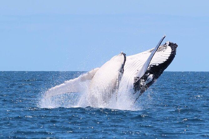 Whale Watching Cruise on the Gold Coast - An Authentic Gold Coast Whale Watching Experience