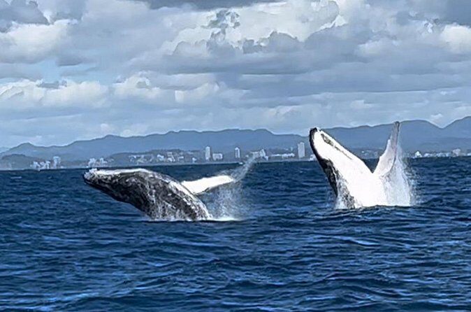 Whale Watching Cruise on the Gold Coast - The Itinerary and what to Expect