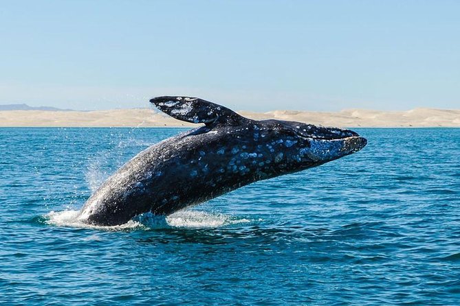 Whale Watching Cruise With Kingfisher Tours Srilanka - Pricing and Inclusions