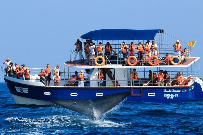 Whale Watching Cruise With Kingfisher Tours Srilanka - Directions and Tips